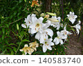 Lily 140583740