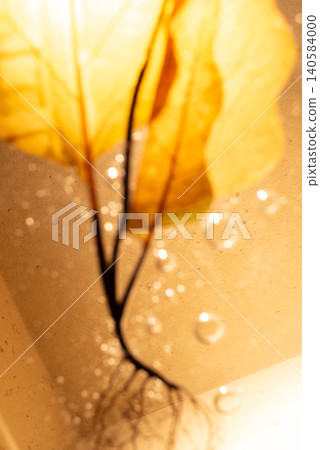 Image of blurred textures, pressed flowers, leaves, and fresh plants floating on water. Image of blurred textures, pressed flowers, leaves, and fresh plants floating on water. 140584000