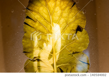 Image of blurred textures, pressed flowers, leaves, and fresh plants floating on water. Image of blurred textures, pressed flowers, leaves, and fresh plants floating on water. 140584002