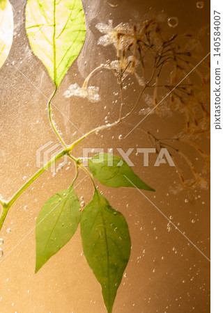 模糊的紋理、壓花、樹葉和新鮮植物漂浮在水面上。 模糊的紋理、壓花、樹葉和新鮮植物漂浮在水面上。 140584007