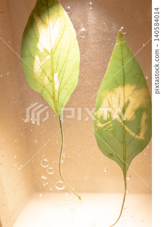 模糊的紋理、壓花、樹葉和新鮮植物漂浮在水面上。 模糊的紋理、壓花、樹葉和新鮮植物漂浮在水面上。 140584014