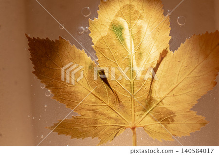 Image of blurred textures, pressed flowers, leaves, and fresh plants floating on water. Image of blurred textures, pressed flowers, leaves, and fresh plants floating on water. 140584017
