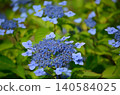 鮮豔的藍色蕾絲繡球花 140584025