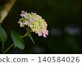 淡粉紅色的繡球花，被雨季的雨水浸濕。 140584026