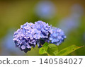 雨季時，繡球花在陽光下閃閃發光 140584027