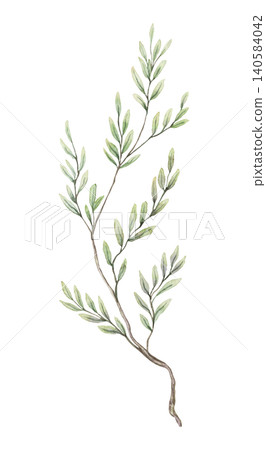 Watercolor twig with delicate leaves botanical illustration. Hand drawn green grass branch with realistic foliage and vintage texture. Floral natural design element for wedding invitation card. Watercolor twig with delicate leaves botanical illustration. Hand drawn green grass branch with realistic foliage and vintage texture. Floral natural design element for wedding invitation card. 140584042