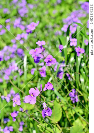 Plant: Cruciferae family Plant: Cruciferae family 140584138