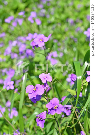 植物:十字花科 植物:十字花科 140584139