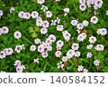 Phyla canescens (Princess Rock Lily Grass) 140584152