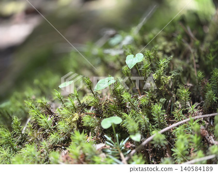 Tiny young leaves sprouting in the mossy ground that spreads across the forest floor of Tateshina 140584189