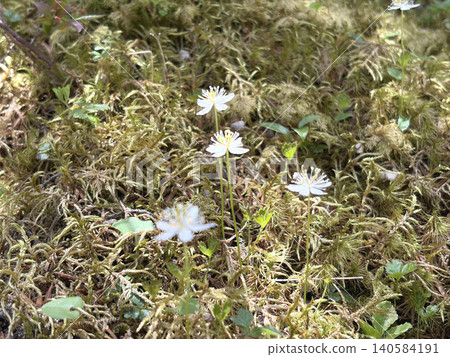 Three-leaved Coptis flowers bloom in clusters scattered across the mossy landscape of Mount Tateshina. 140584191