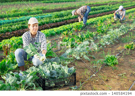 Young woman harvesting kohlrabi in field Young woman harvesting kohlrabi in field 140584194
