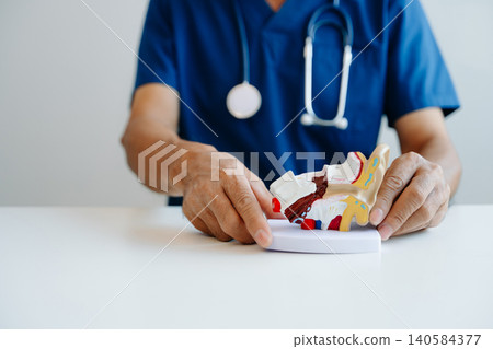 Doctor demonstrating a human ear anatomy model for ENT education, hearing study, and medical learning. 140584377