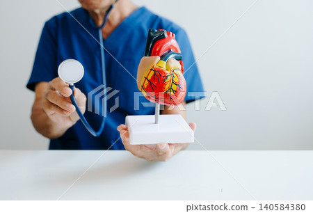 Doctor holding a human heart anatomy model for cardiology education, medical learning, and healthcare concepts Doctor holding a human heart anatomy model for cardiology education, medical learning, and healthcare concepts 140584380