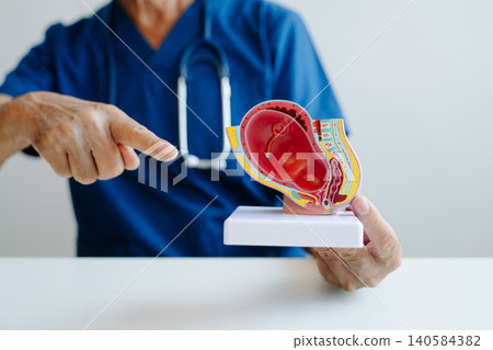 Doctor presenting a pregnancy anatomy model with fetus for prenatal education, maternity care, and obstetrics learning. Doctor presenting a pregnancy anatomy model with fetus for prenatal education, maternity care, and obstetrics learning. 140584382