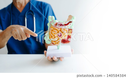 Doctor presenting a digestive system anatomy model for medical education, healthcare learning, and anatomy study. Doctor presenting a digestive system anatomy model for medical education, healthcare learning, and anatomy study. 140584384