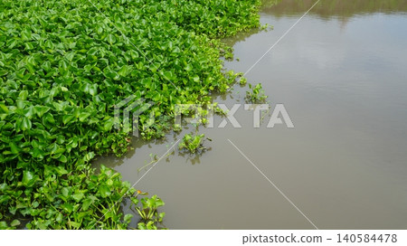 Water Hyacinth Growing Along Calm Riverbank with Copy Space Water Hyacinth Growing Along Calm Riverbank with Copy Space 140584478
