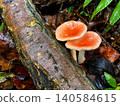 Mushrooms growing in trees 140584615