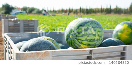 Harvested fresh ripe watermelons in large box Harvested fresh ripe watermelons in large box 140584820