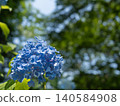 神奈川縣鎌倉市明月院的繡球花 神奈川縣鎌倉市明月院的繡球花 140584908