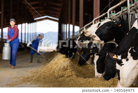 Farmers work in open cowshed at cow farm 140584975