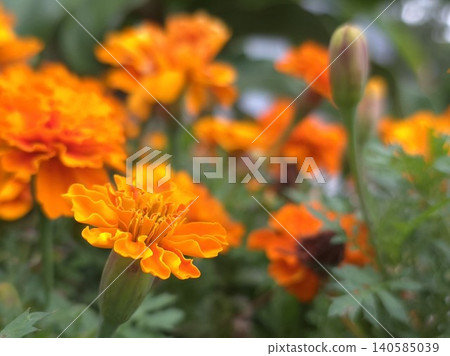 盛開的鮮豔橙色萬壽菊 盛開的鮮豔橙色萬壽菊 140585039