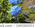 藍色繡球花 140585053