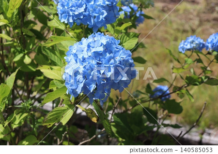 藍色繡球花 藍色繡球花 140585053