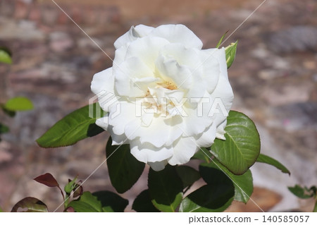白玫瑰花 白玫瑰花 140585057
