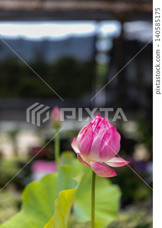 Flowered lotus flower 140585175
