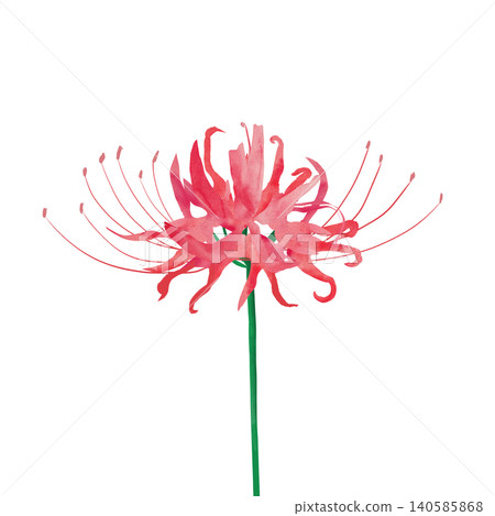 紅孤挺花的插圖 紅孤挺花的插圖 140585868