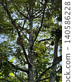 Fresh Mon Thong Durian, the King of Fruits hanging on tree branch in tropical orchard 140586228