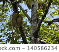 Fresh Mon Thong Durian, the King of Fruits hanging on tree branch in tropical orchard 140586234