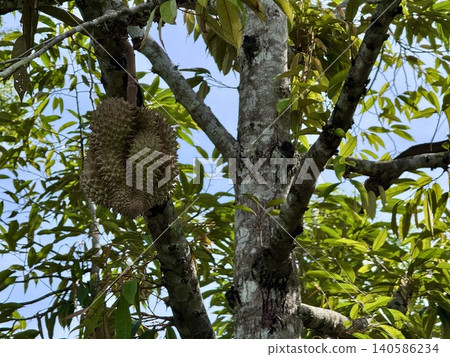 Fresh Mon Thong Durian, the King of Fruits hanging on tree branch in tropical orchard 140586234