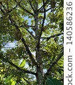 Fresh Mon Thong Durian, the King of Fruits hanging on tree branch in tropical orchard 140586236