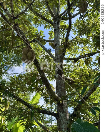 Fresh Mon Thong Durian, the King of Fruits hanging on tree branch in tropical orchard Fresh Mon Thong Durian, the King of Fruits hanging on tree branch in tropical orchard 140586236