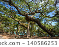初夏時節的三保鬆原：天神森公園（靜岡縣）的古老松樹 140586253