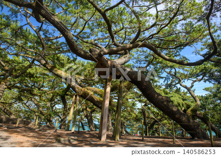 Early summer at Miho no Matsubara: Ancient pine trees in Tenjinmori Park (Shizuoka Prefecture) Early summer at Miho no Matsubara: Ancient pine trees in Tenjinmori Park (Shizuoka Prefecture) 140586253