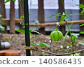 Balloon vine fruits and a natural landscape of climbing plants 140586435