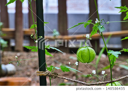 Balloon vine fruits and a natural landscape of climbing plants Balloon vine fruits and a natural landscape of climbing plants 140586435