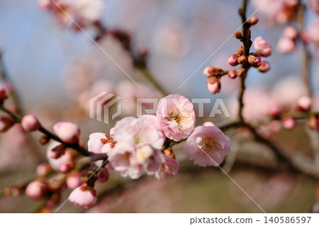 可愛的粉紅色垂枝梅花 140586597