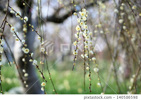 Refreshing white plum blossoms, weeping plum blossoms Refreshing white plum blossoms, weeping plum blossoms 140586598