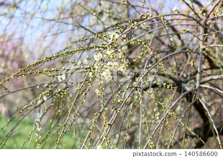 Refreshing white plum blossoms, weeping plum blossoms Refreshing white plum blossoms, weeping plum blossoms 140586600