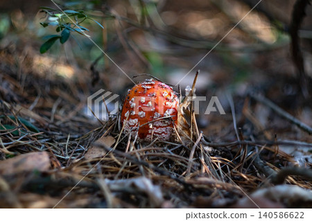 Baby fly agaric egg emerging from pine needle forest litter 140586622