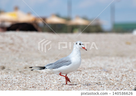 Black headed gull full body shell beach urban bokeh Black headed gull full body shell beach urban bokeh 140586626