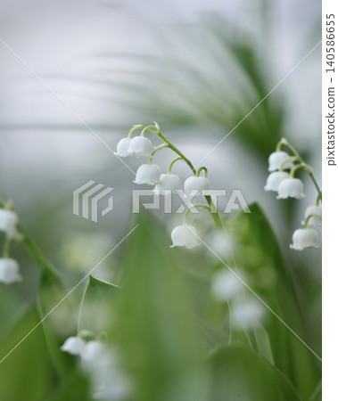 Cute lily of lily 140586655