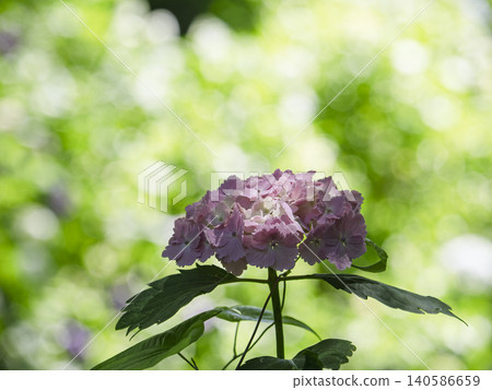 A healing pink hydrangea bathed in dazzling light A healing pink hydrangea bathed in dazzling light 140586659