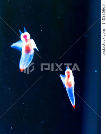 Shiretoko Fairy Clione 140586669