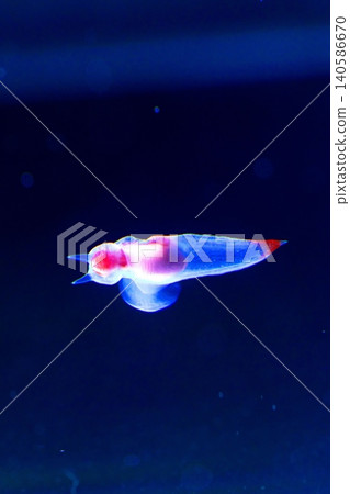 Shiretoko Fairy Clione Shiretoko Fairy Clione 140586670
