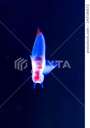 Shiretoko Fairy Clione Shiretoko Fairy Clione 140586672